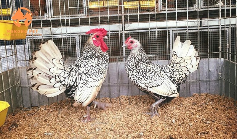 Gà vảy cá Sebright